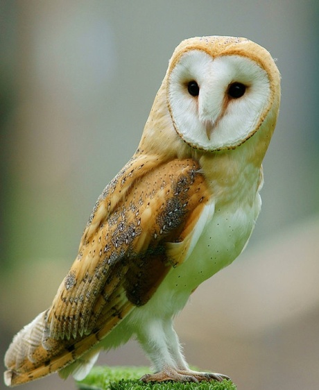 Harry Potter fans might well choose the barn owl as our national bird! Photo ©Peter Trimming