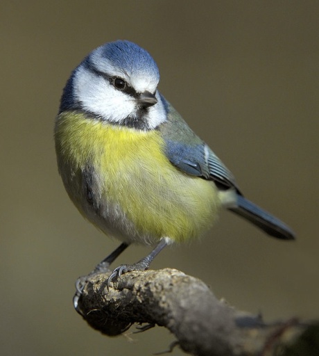 The blue tit is not only pretty, it also eats aphids and other insect pests that destroy our plants. 