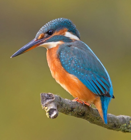 Kingfishers are very striking, but there are seven different sub-species around the world in a wide range of colours. This is the common kingfisher which we see in the UK. Photo ©Andreas Trepte