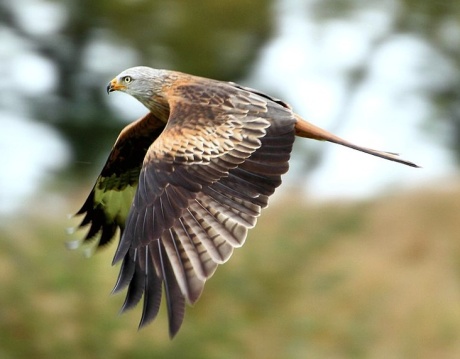 The red kite is a bird of prey that has recently been reintroduced in England and Scotland. The photo above was taken in Wales by Tim Felce.