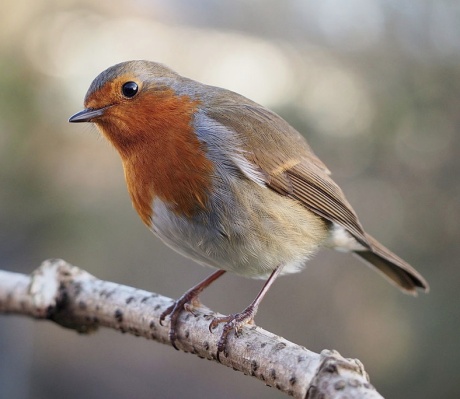 The Victorians loved to put robins on Christmas cards. In the 1960s they were voted Britain's unofficial national bird. Photo ©Francis C. Franklin