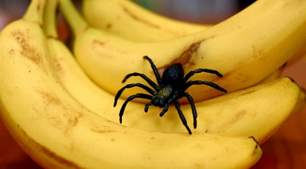 banana spider
